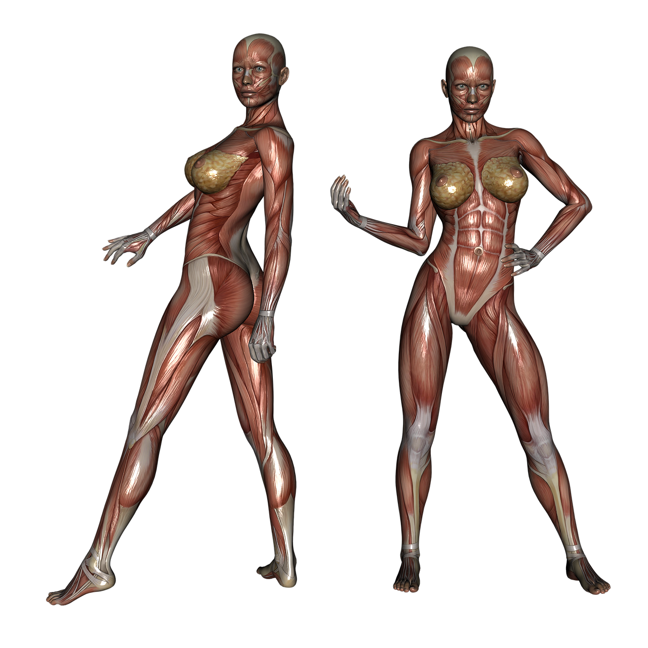 What Increases Muscle Size Most?